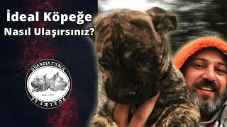 İdeal Köpeğe Nasıl Ulaşırsınız?