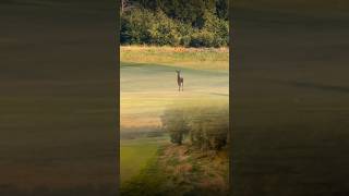 They are watching you! Roe Deer mating season #hunting #caccia #roebuck