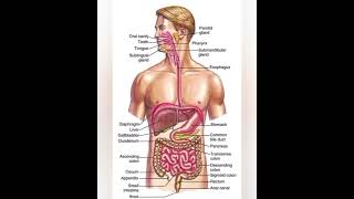 Human digestive system ll Human Body parts ll Human Anatomy ll Anwaar Bosan