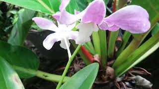 Orchid and Rain - Dendrobium that I grow outside