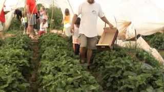 Strawberry fields for ever-Agrinio-Greece 2010