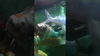 ikan koi 06 Februari 2024 #shortsvideo #ikanhias #ikan #ikankoi