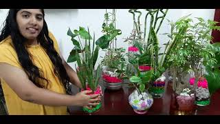 Water plants for indoor (English)