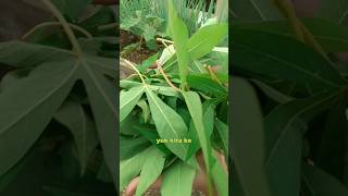 Panen Daun Singkok Melimpah Di Kebun Atap Rumah #youtubeshorts #shorts #panen #daunsingkong