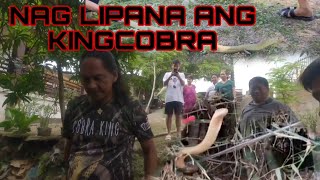 MABABALASIK NA KING COBRA ANG NA ENCOUNTER NG COBRA TEAM#cobraprince #cristurkz #cobraking