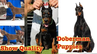 Doberman Puppies Available Show quality puppies Available//7988570530