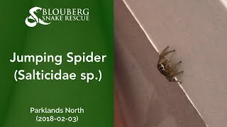 Jumping Spider near Parklands North (20180203)