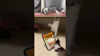 three cute cat#cat #funnyshorts #youtubeshorts #@Ladyblue520