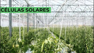 ¿Qué son las Células Solares Transparentes? 💡¿Cómo incorporarlas en un invernadero?