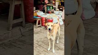 এই মার্কেটের ইনিই মালিক 😎 #shortsvideo #doglover