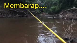 casting ikan barap ulu sungai tutong