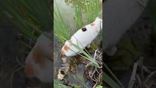 Cats on a fishing trip #catfish #cutecat #funnycats #cat #cats #cuteanimals #catvideos #catshorts