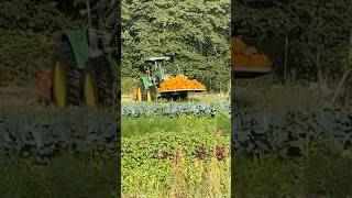 The motherload #organicfarming #pumpkin