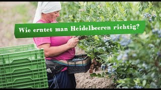 Ernte-Tour 2018 bei den Heidelbeeren: So wird die Heidelbeere geerntet