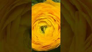 #buttercup #short#plants #gardeningvideos #satisfyingvideo #shortsvideo