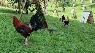 Namili tayo ng pang pa RAFFLE, PAHULUGAN sa firebird ni sir BIBOY ENRIQUEZ