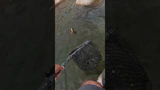 Golden Trout Hiding in the Rocks