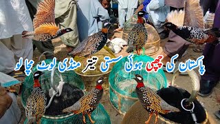 Sindh Kala teetar mandi | dakhni Irani kala teetar mandi updates |