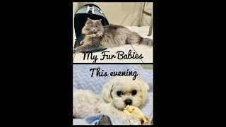 My Fur Babies Joy 💗🐈‍⬛ & Joey 💙🐩 This evening 💁🏻‍♀️