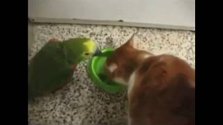 Animal Vines 23 | Cat steal food from parrot