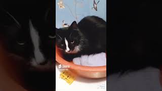 Кошка играет, #sorts #shortvideo #природа #рекомендации #топ #кот #кошка #кошки2020 #cat