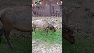 Big Bull Elk in Estes Park Colorado