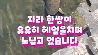 충북 영동 월류봉 둘레길을 걷다가 석천계곡에 자라가 나타났어요 ㅎ