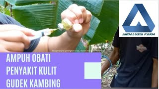 CARA AMPUH ATASI PENYAKIT KULIT GUDEK KAMBING