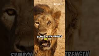 The King's Secrets: Surprising Lion Facts You Didn't Know #shorts #viral #trending