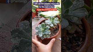 Saving A Fungal Infestated Ornamental Plant - Rescue A Dying Succulent Plant