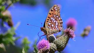 Niobe Fritillary butterfly (Fabriciana niobe) feeding on thistles