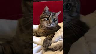 Смешные КОТЫ  Funny CATS Tik Toks / Кот в Тик Ток #степа