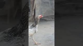 Rooster Walk