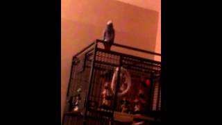 African Grey sings Happy Birthday