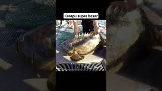 Mancing kerapu super besar terangkat #mancing #mancingmania