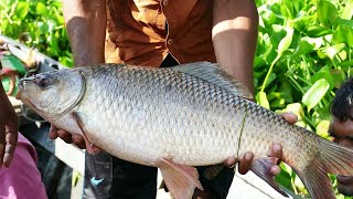 Unbelievable Cast Net Fishing Big Catch 5KG