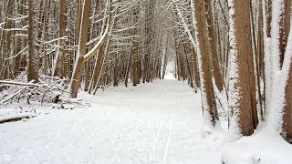 Winter Walking in a Snow Forest / Maple lake estates Georgina, ON / Can in Canada