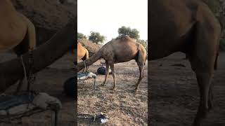 Camels #camel #animals #camells #youtubeshorts #youtubevideos