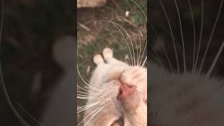 Рыбалка на Окуня с КОТОМ …  #shortsvideo#кот#cat#shorts#спиннинг#окунь#2023#youtubeshorts#fishing