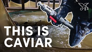 Caviar Cruelty: Sturgeons Stabbed & Slaughtered