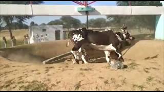 Bulls fetching water from walls