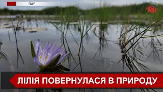 Капська лілія повернулася у водно-болотні угіддя Кейптауна