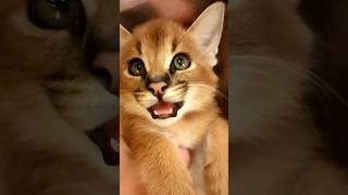 Каракал Галя и Геля готовы ко сну , доброй ночи. #каракал #cat #caracal #caracat #kitten #сервал