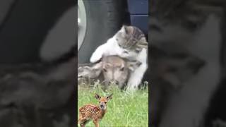 the cat disturbed the baby deer