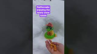 Rattlesnake playing on the heavy snow #trending #asmr #satisfying #viral #shorts #shortvideo #happy