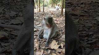 Mom Loni in Amber troop ep062 #monkeyaction #wildanimal #wildmonkey