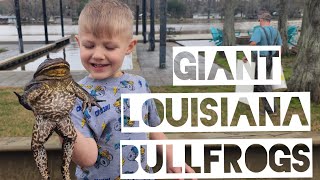 GIANT Bullfrogs | Frogging | South Louisiana