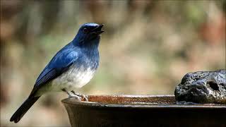 white bellied blue flycatcher