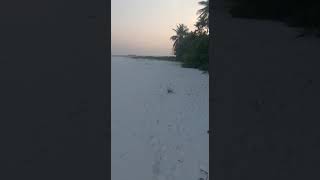 Острова Мальдивские. Путешествие Туризм / Cancer hermit.  Maldives island. Arabian Sea, Indian Ocean