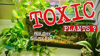 🪴Are Houseplants ❌TOXIC❌to a FISH TANK?🐟